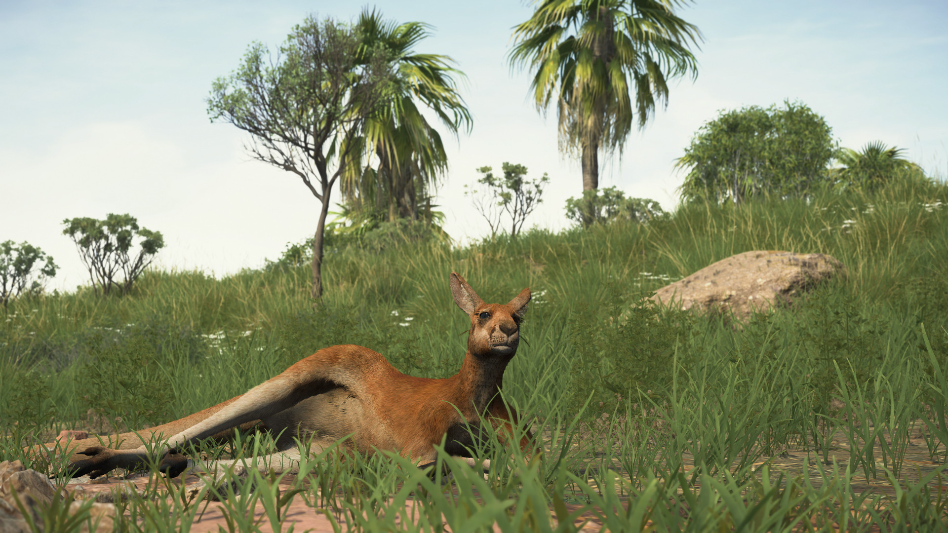 PhotoCP_kangaroo